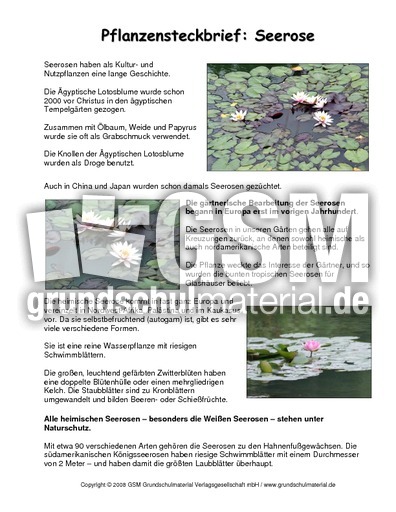 Steckbrief-Seerose.pdf